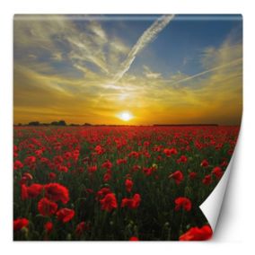 Fototapeta Feeby Maki kwiaty łąka  100x100 1 szt