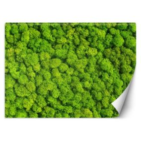 Fototapeta Feeby Mech chrobotek  350x245 1 szt