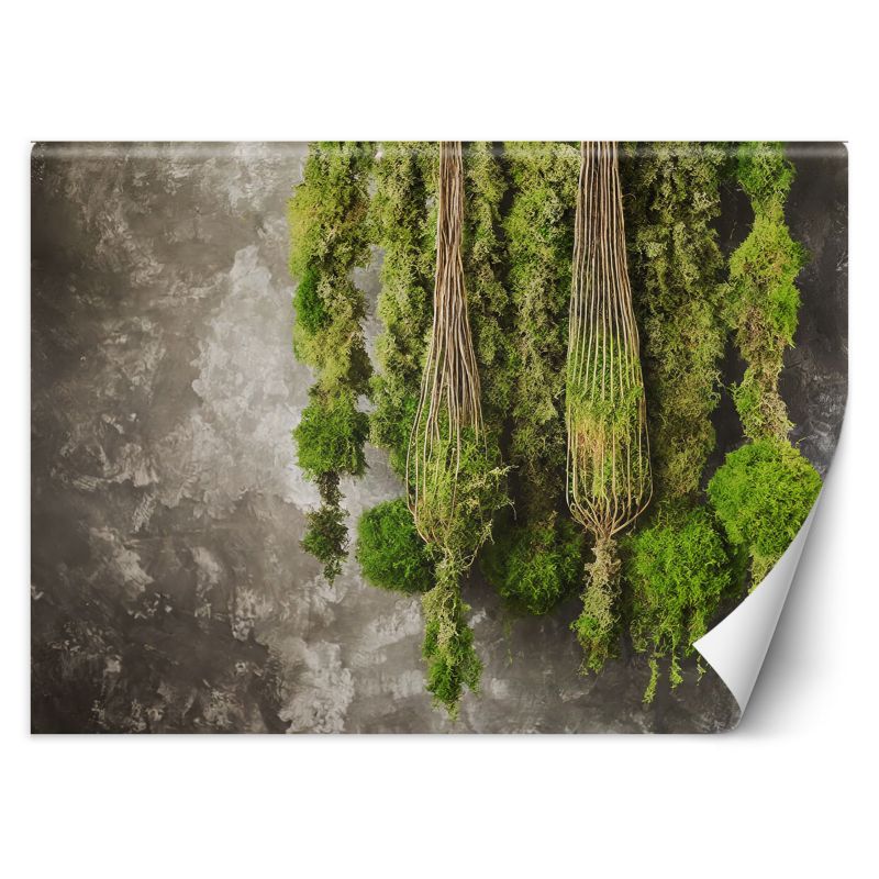 Fototapeta Feeby Mech roślina natura  300x210 1 szt