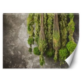 Fototapeta Feeby Mech roślina natura  300x210 1 szt