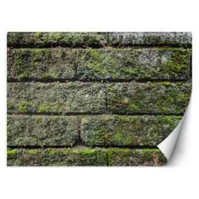 Fototapeta Feeby Mur cegła mech  450x315 1 szt