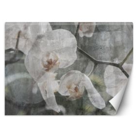 Fototapeta Feeby Orchidea vintage  250x175 1 szt