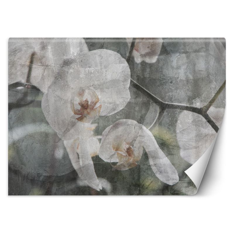 Fototapeta Feeby Orchidea vintage  254x184 1 szt