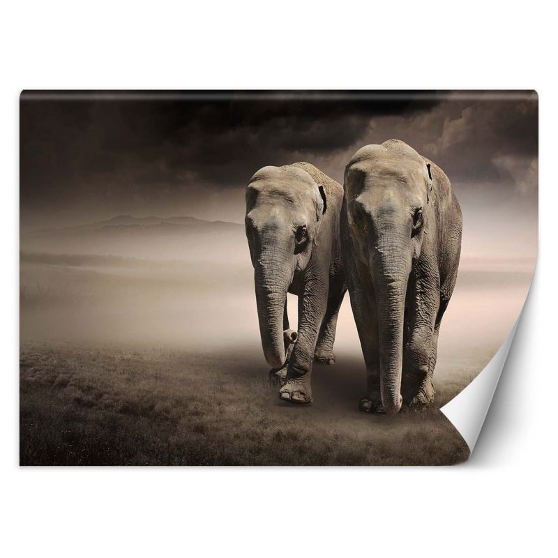 Fototapeta Feeby Para słoni afryka  200x140 1 szt
