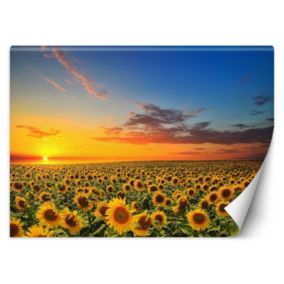 Fototapeta Feeby Pole słoneczników  100x70 1 szt