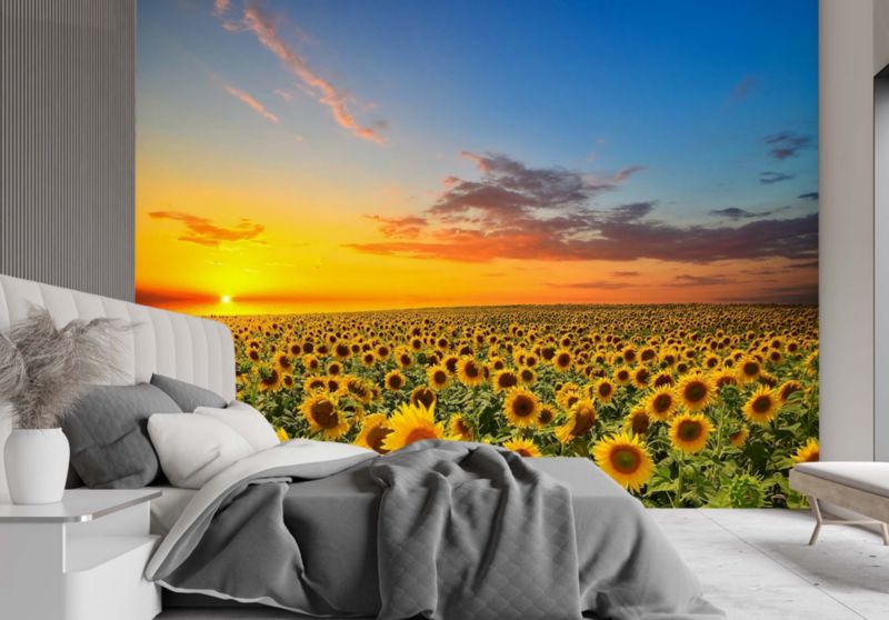 Fototapeta Feeby Pole słoneczników  100x70 1 szt
