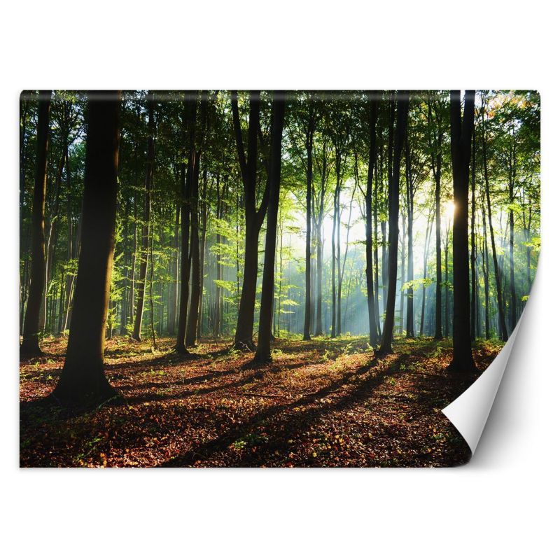 Fototapeta Feeby Poranek las drzewa natura  150x105 1 szt