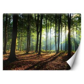 Fototapeta Feeby Poranek las drzewa natura  150x105 1 szt