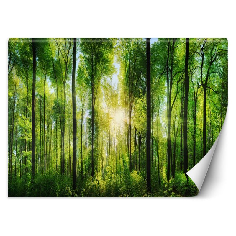 Fototapeta Feeby Promienie słońca w zielonym lesie  100x70 1 szt