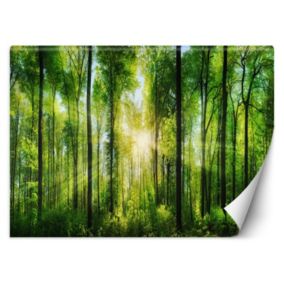 Fototapeta Feeby Promienie słońca w zielonym lesie  150x105 1 szt