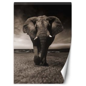 Fototapeta Feeby Słoń afrykański natura  150x210 1 szt