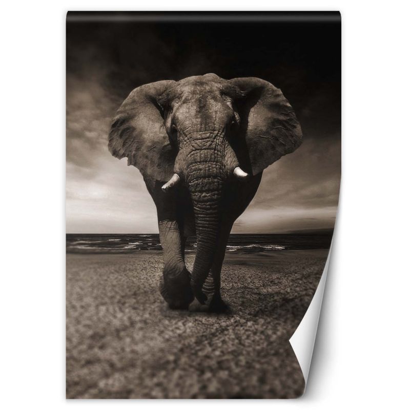 Fototapeta Feeby Słoń afrykański natura  200x280 1 szt