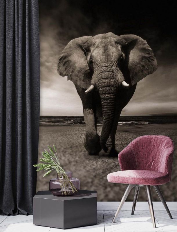 Fototapeta Feeby Słoń afrykański natura  200x280 1 szt