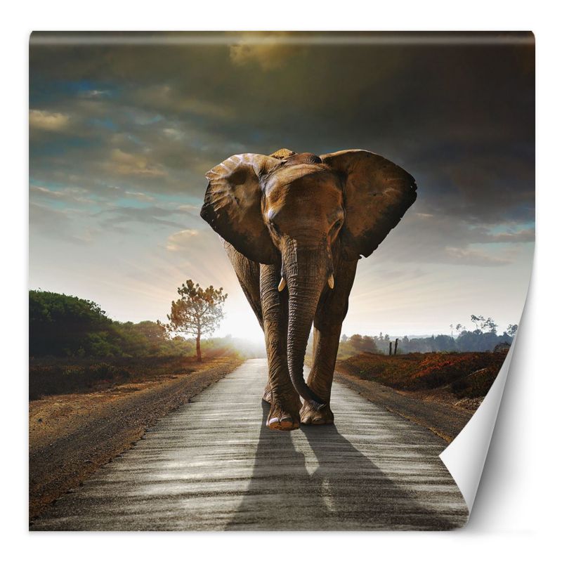 Fototapeta Feeby Słoń maszerujący drogą  150x150 1 szt