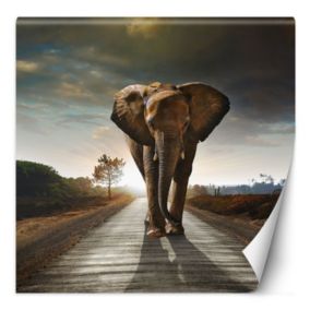 Fototapeta Feeby Słoń maszerujący drogą  300x300 1 szt