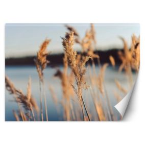 Fototapeta Feeby Trawa pampasowa na tle jeziora  350x245 1 szt