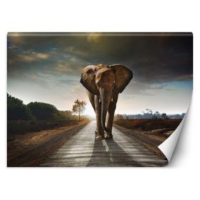 Fototapeta Feeby Wędrujący słoń  400x280 1 szt