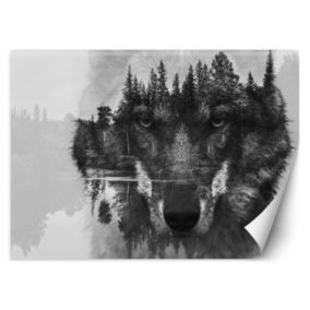 Fototapeta Feeby Wilk las we mgle  250x175 1 szt