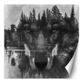 Fototapeta Feeby Wilk las we mgle jezioro  250x250 1 szt