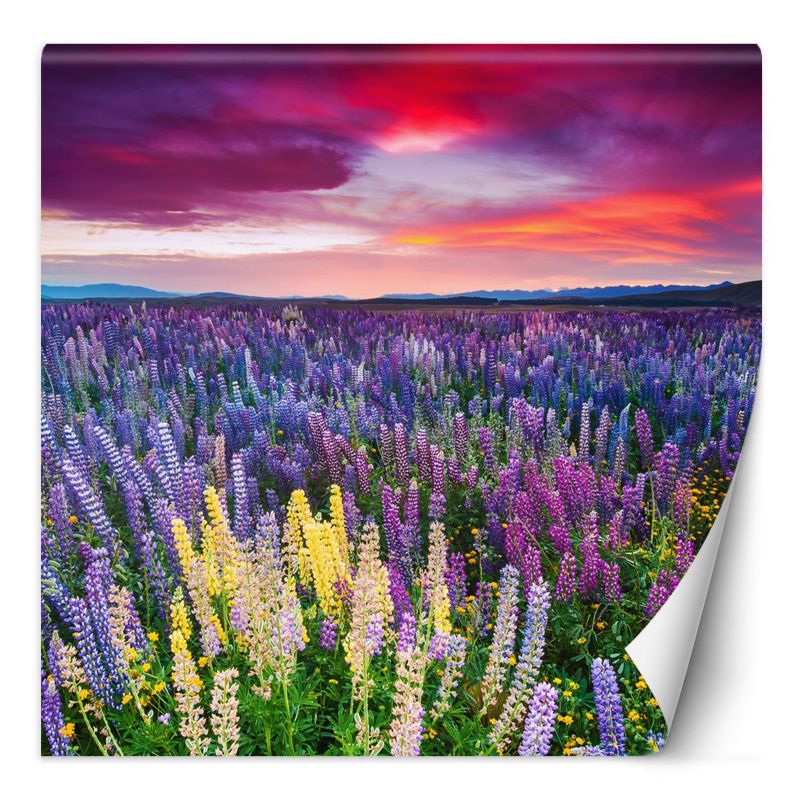 Fototapeta Feeby Wrzosy kwiaty na łące  100x100 1 szt