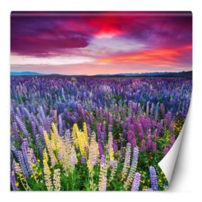 Fototapeta Feeby Wrzosy kwiaty na łące  150x150 1 szt