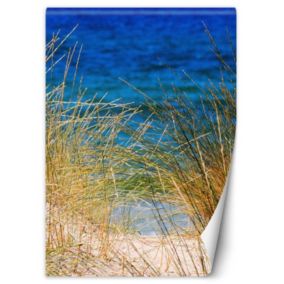 Fototapeta Feeby Wysokie trawy nad morzem  150x210 1 szt