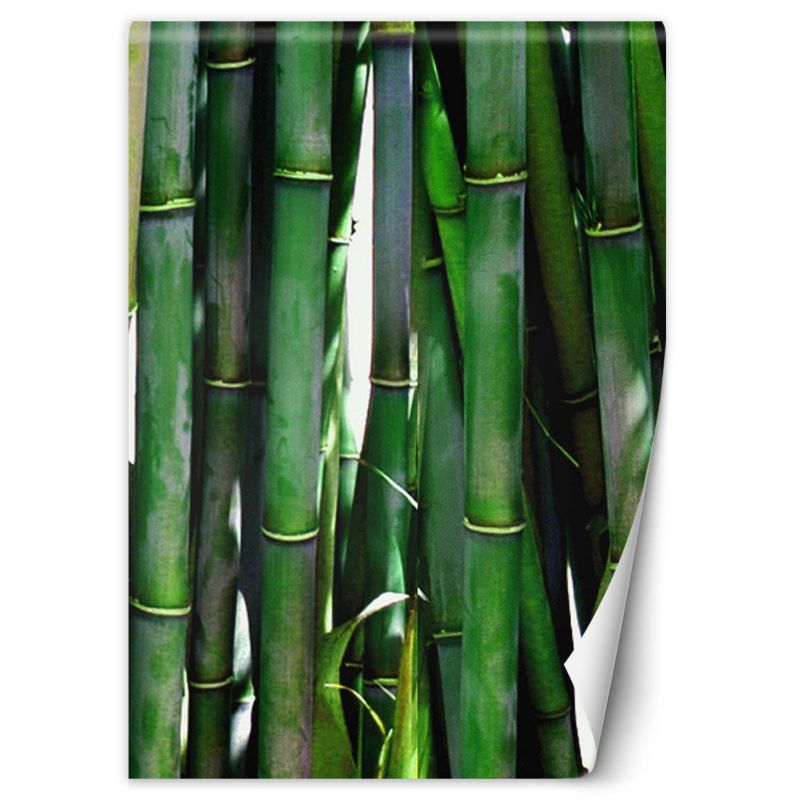 Fototapeta Feeby Zielone bambusy  100x140 1 szt