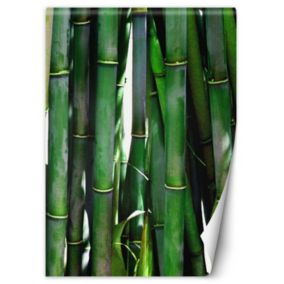 Fototapeta Feeby Zielone bambusy  200x280 1 szt