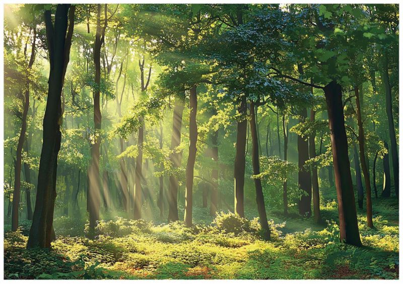 Fototapeta Na Flizelinie WALLARENA 400x280 cm Tapeta 3D Do Sypialni Salonu Las Natura 1 szt.