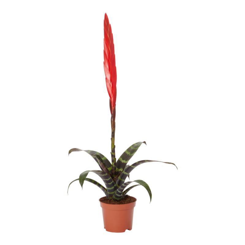 Frizea lśniąca 9 cm wys. 45 cm