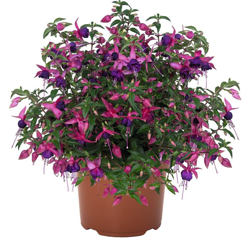 Fuksja Fuchsia Fybrida doniczka 11 cm