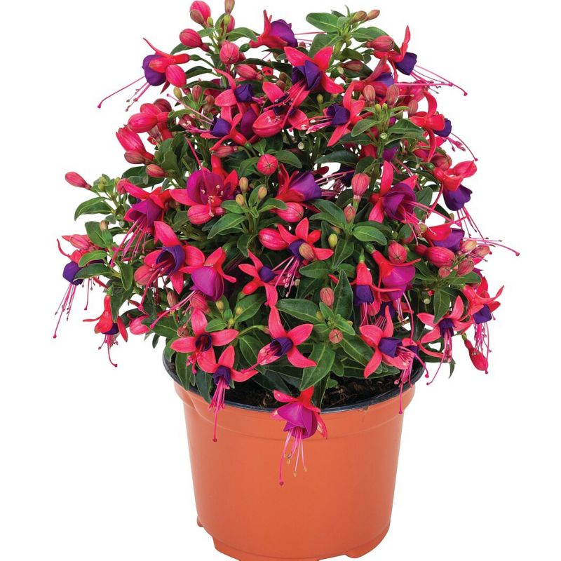 Fuksja Fuchsia Fybrida doniczka 11 cm