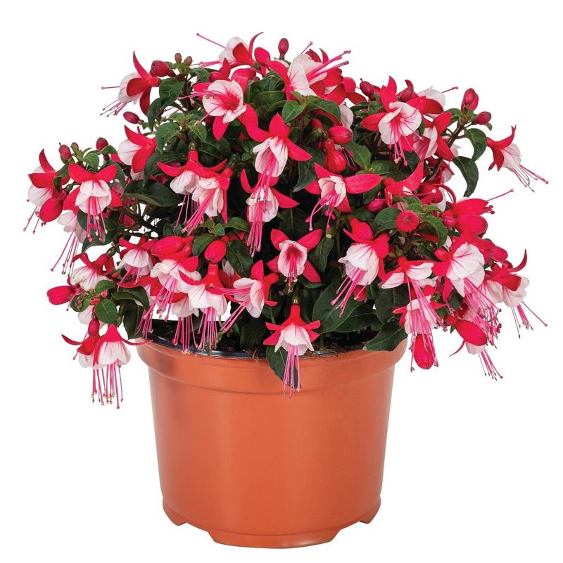Fuksja Fuchsia Fybrida doniczka 11 cm