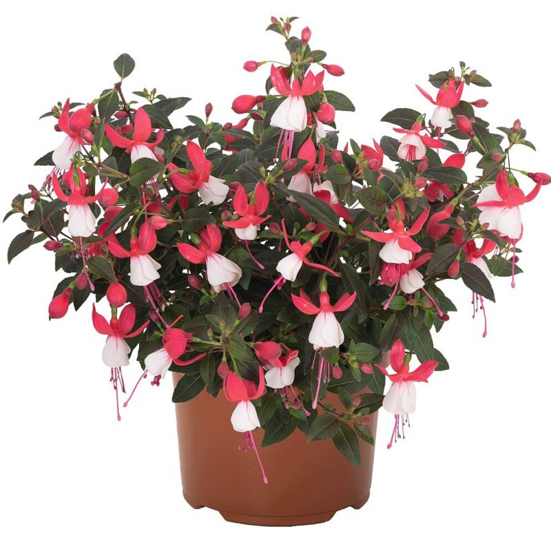 Fuksja Fuchsia Fybrida doniczka 11 cm