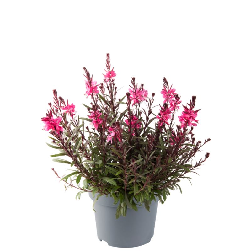 Gaura ciepłolubna wieloletnia 2 l