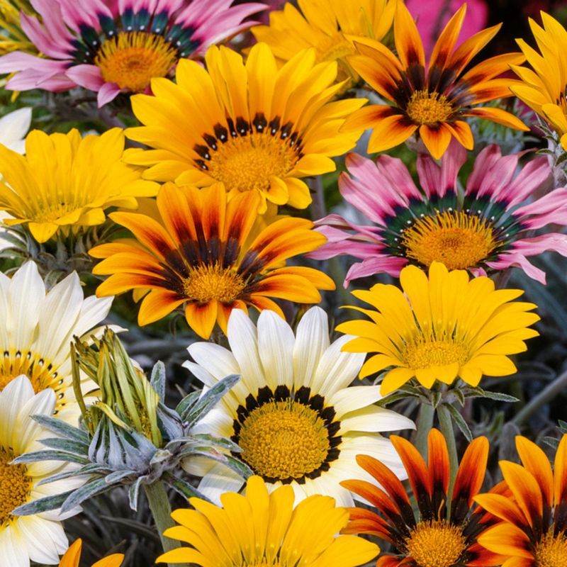 Gazania mix 13 cm