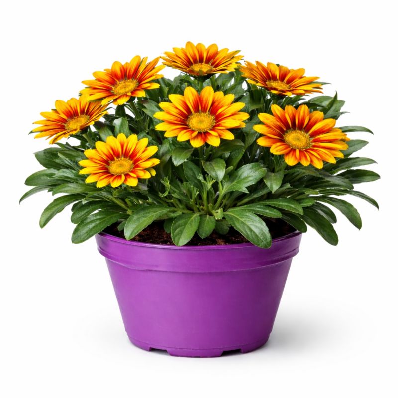 Gazania w doniczce 11 cm