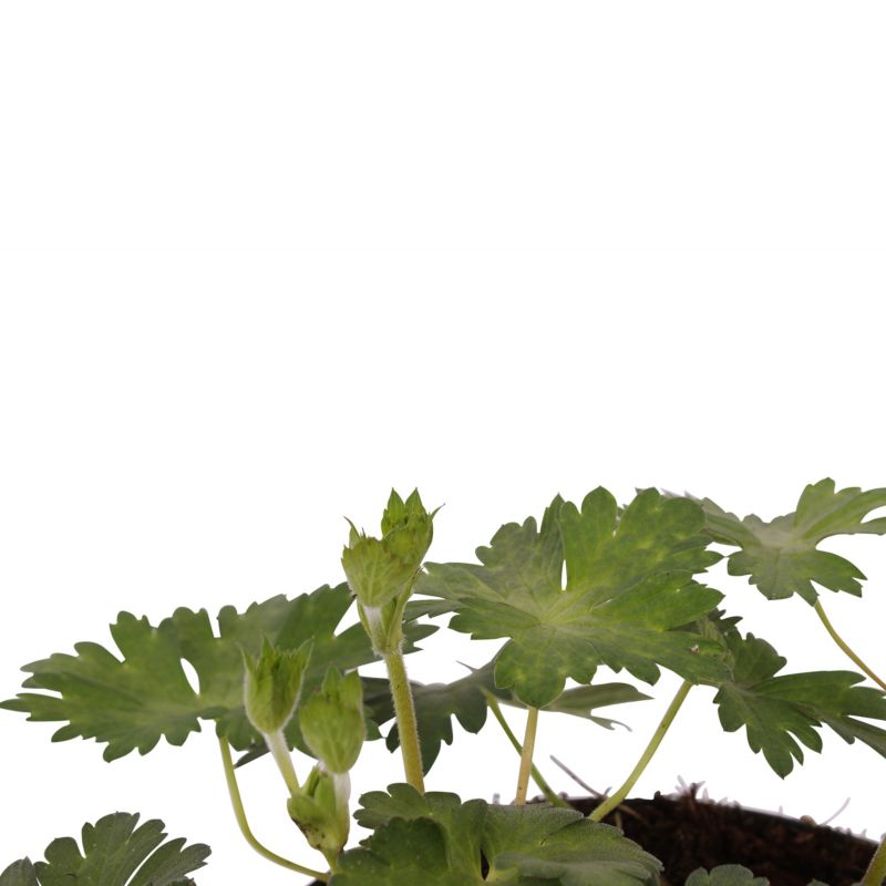 Geranium Verve 10-20 cm
