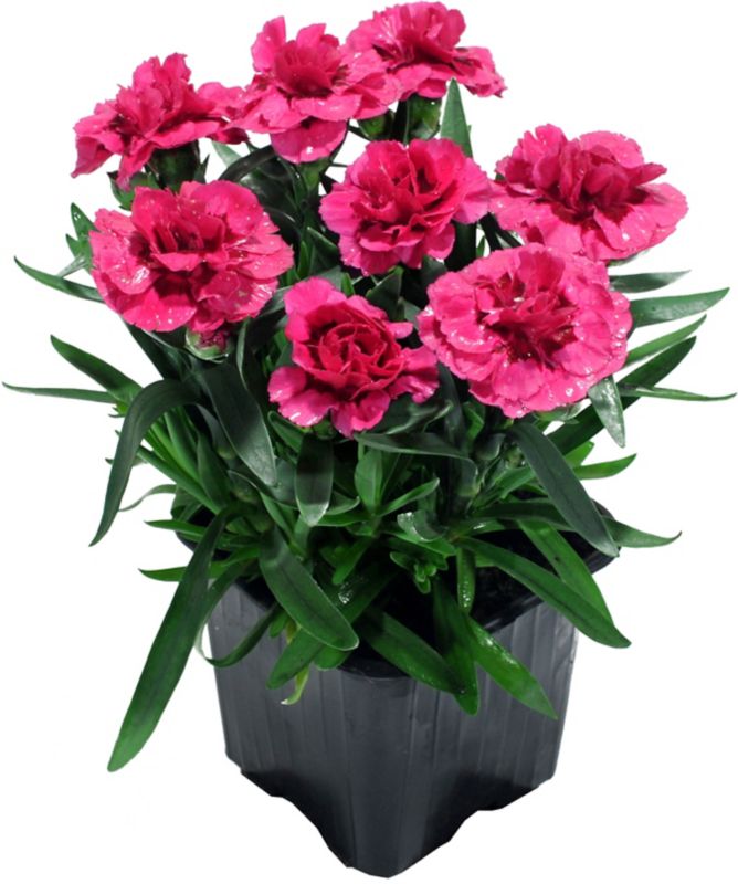 Goździk brodaty Verve doniczka 10,5 cm wysokość 18 cm