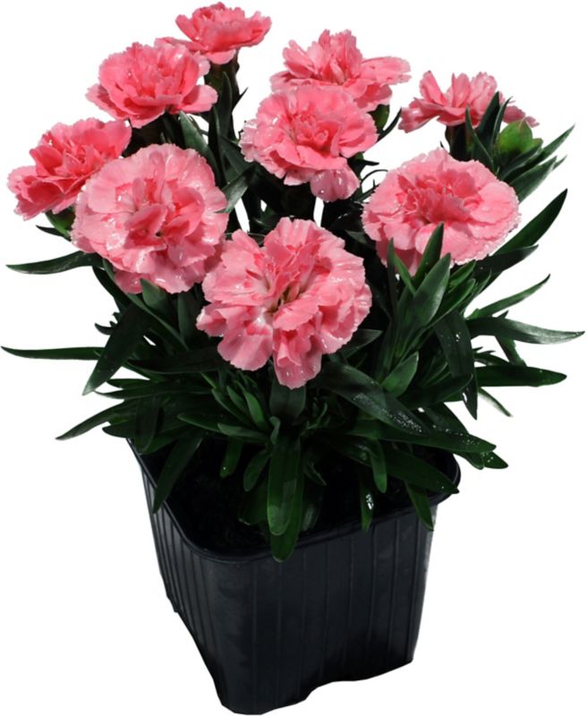 Goździk brodaty Verve doniczka 10,5 cm wysokość 18 cm
