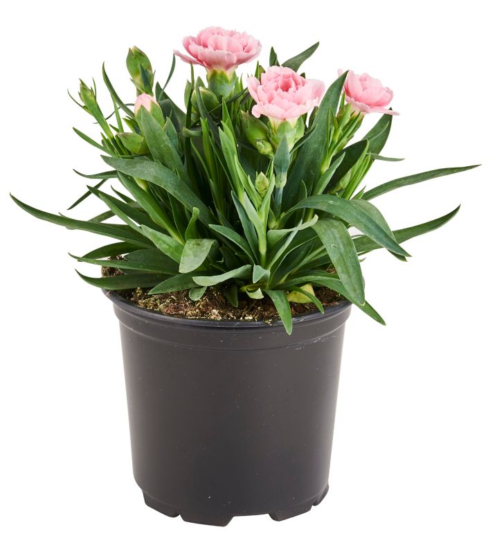 Goździk brodaty Verve doniczka 10,5 cm wysokość 18 cm