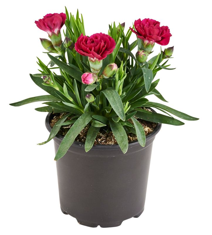 Goździk brodaty Verve doniczka 10,5 cm wysokość 18 cm