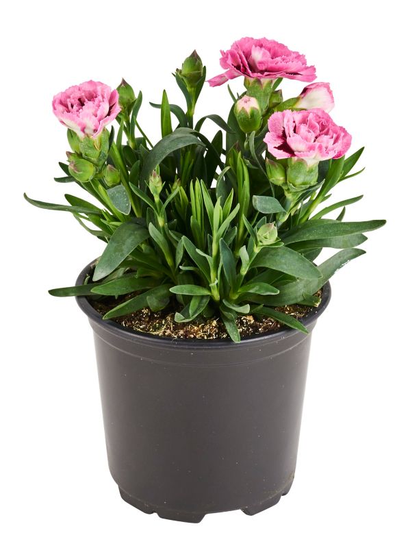 Goździk brodaty Verve doniczka 10,5 cm wysokość 18 cm