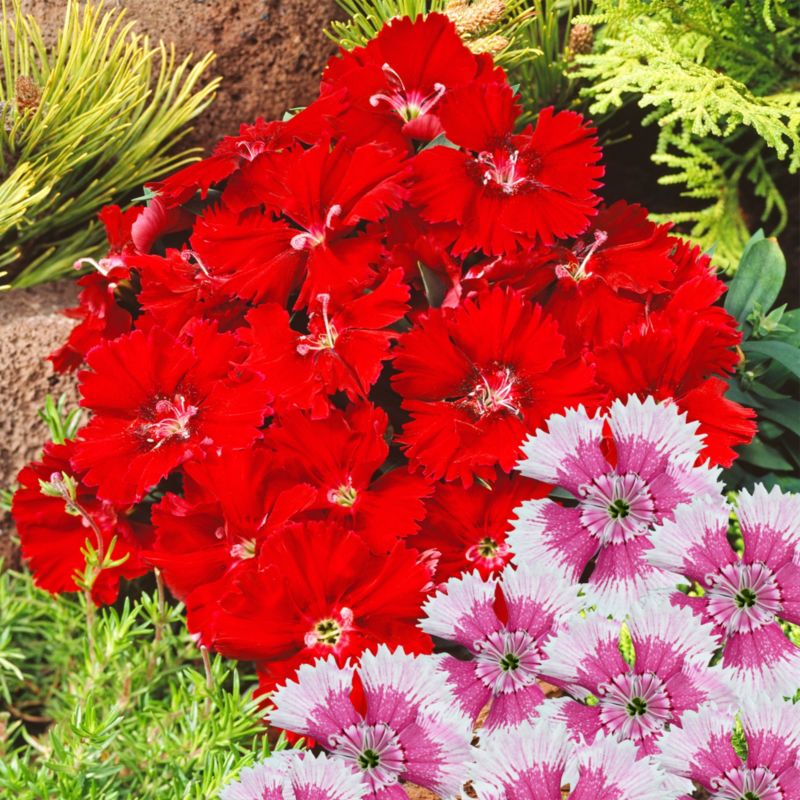 Goździk Sweet William 10 szt.