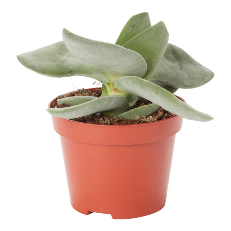 Grubisz Crassula Boomerang 10,5 cm wys. 15 cm
