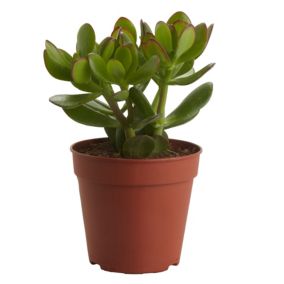 Grubosz GoodHome 12 cm wys. 20 cm