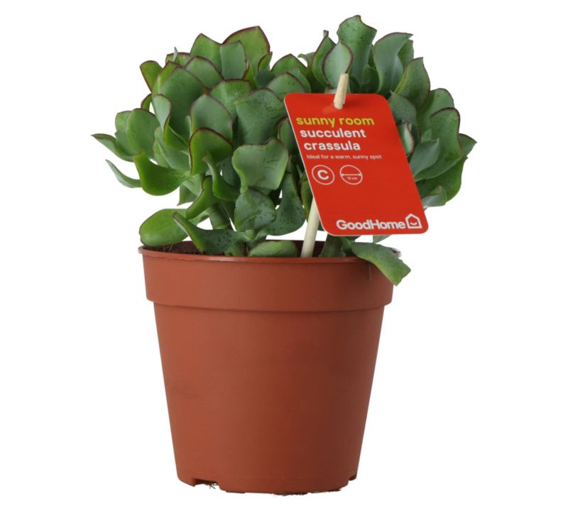 Grubosz Undilatifolia GoodHome 12 cm wys. 20 cm
