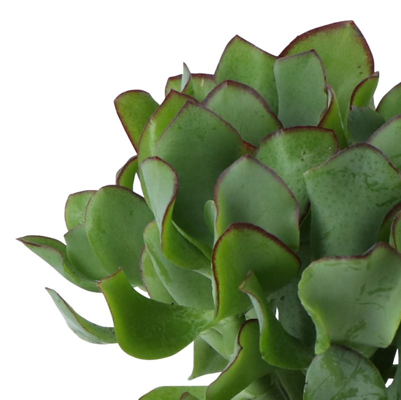 Grubosz Undilatifolia GoodHome 12 cm wys. 20 cm