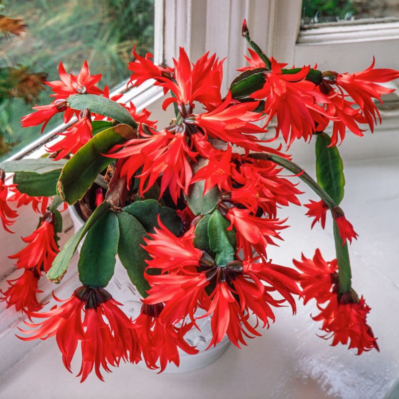 Grudnik GoodHome 12 cm Majsterkowanie w Castoramie