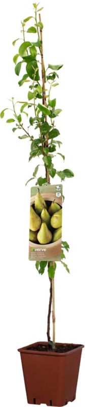 Grusza domowa Verve w donicy C10